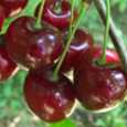Pomi fructiferi Cires