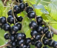Pomi fructiferi Coacaz