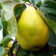 Pomi fructiferi Gutui