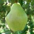Pomi fructiferi Par
