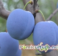 Pomi fructiferi Prun
