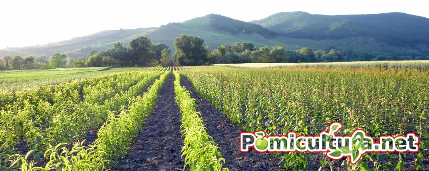 pomicultura