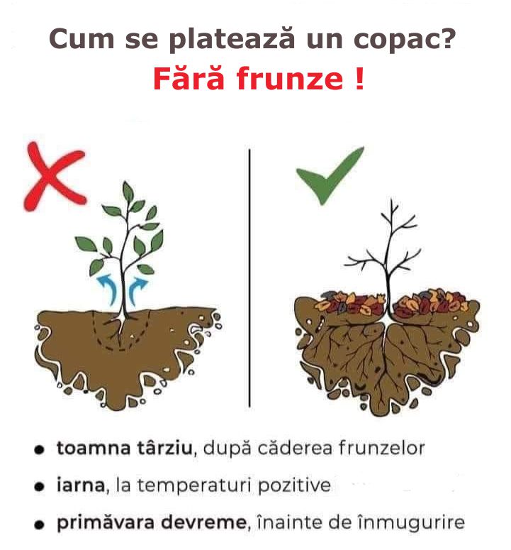 Sfat plantare pomi fructiferi